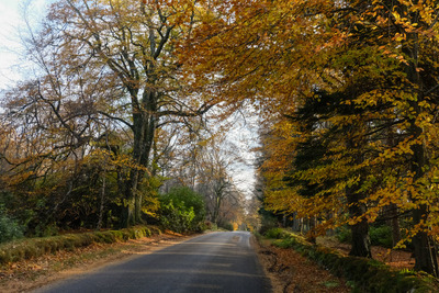 Walk photo