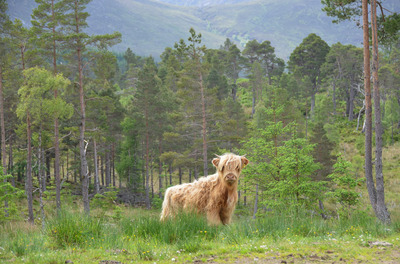 Walk photo