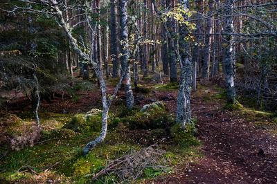 Walk photo