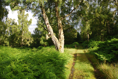 Walk photo