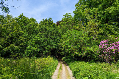 Walk photo