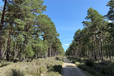 Walk photo