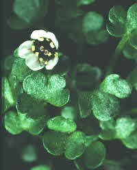 Highland saxifrage The Last Highland saxifrage on Ben Lawers