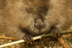 beavergnawing One of the Scottish-bound beavers