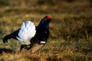 blackcock Male Black Grouse