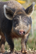 One of Keith and Rachaels pigs