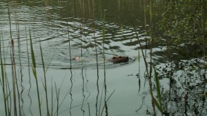 beaver_swimming_with_tag_visible Released beaver with radio tag visible