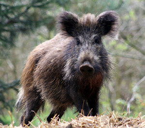 wildboar Wild Boar (photo by vlod007)