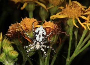 Lichen-running spider