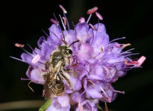 Mining bee