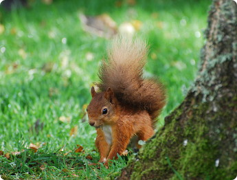 squirrel