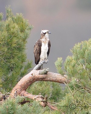 Loch of Lowes osprey
