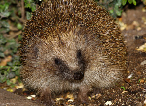 hedgehog Dave-F
