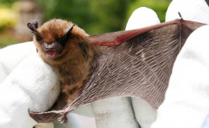 pipistrelle bat
