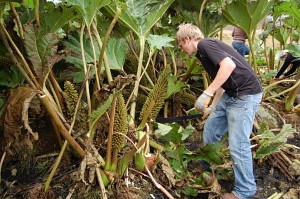 gunnera