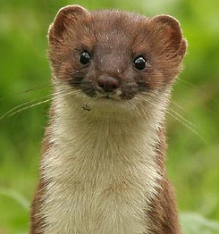 stoat@socialspace
