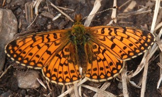 Pearlborderedfritillarypolandeze