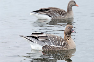 Pink-footed-Geese-SNH