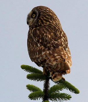 Shortearedowl