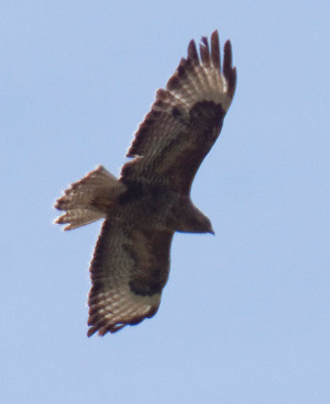 buzzard-ahisghett