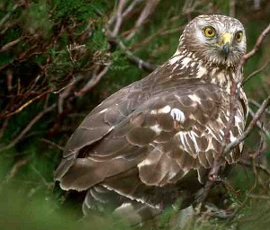 henharrierSNH