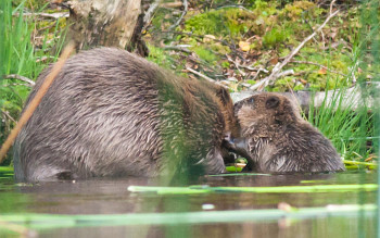 BeaverKit_withAdult_cSteveGardner_ScottishWildlifeTrust