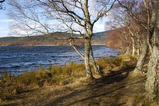 muirofdinnet