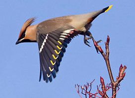 waxwingronmcCombe