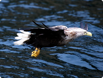sea-eagle