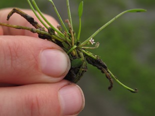 mudwort