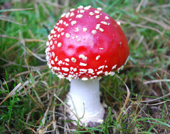 poisonouse fungi