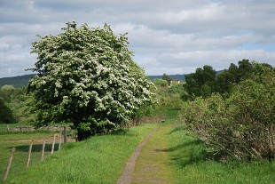 speysideway