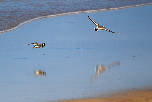 menie birds