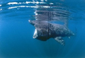 Basking shark feeding - SNH-Paul Naylor - copy2 - web version
