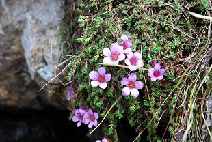 saxifragebenlawers