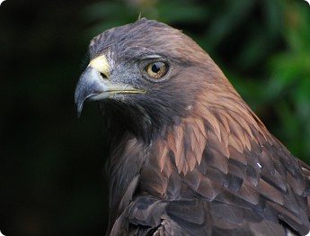 eagle