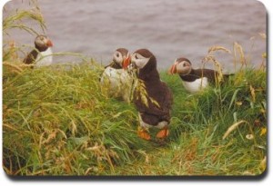 puffins
