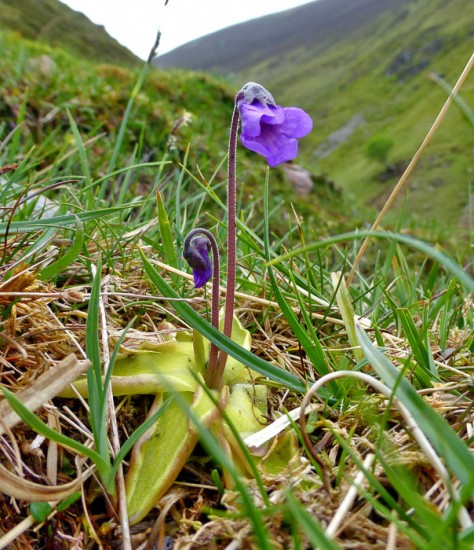 Common Butterwort