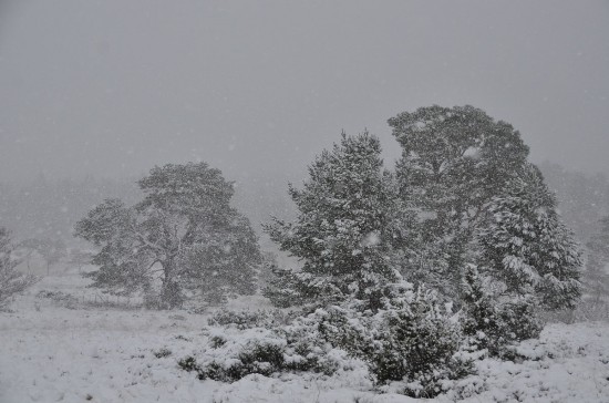 Winter in Rothiemurchus forest