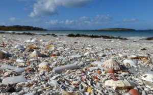 FEATURE: Shells, Sand and Beaches