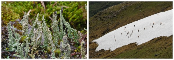 On the left, lichens and moss thrive near and under snow patches. On the right, red deer escaping the summer heat on Beinn Bheoil.