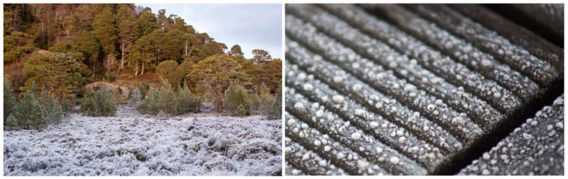 A thick coating of hoar frost at Glenmore Forest Park. Right: Frozen dew at Markinch station
