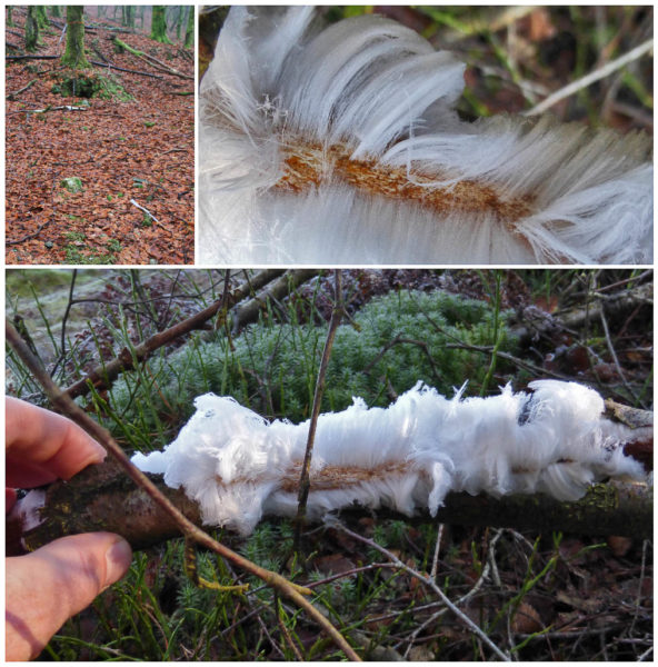 Hair ice, found on dead wood in West Lothian. From a distance it looks like tissue or fungus and you could easily miss it.