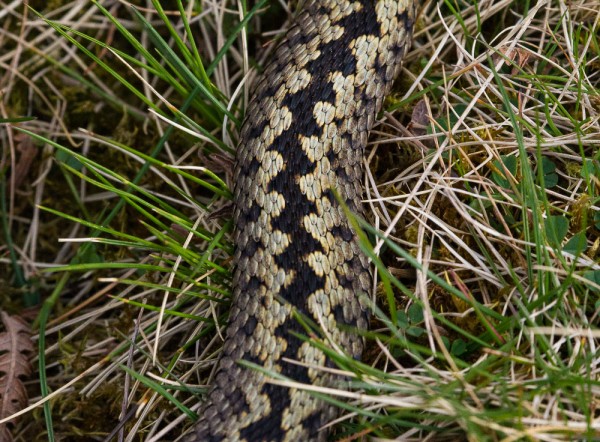 The adder’s scales are clearly visible. The colours & patterns work as camouflage.