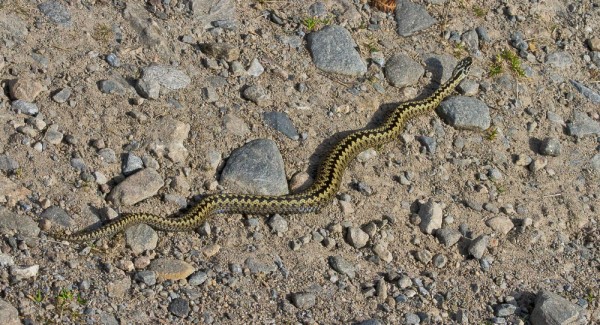A male adder approx. 50cm long. Colour varies from individual to individual but they all have the distinctive zig zag on their backs.