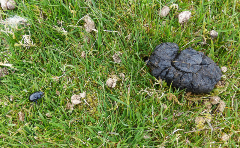 A dor beetle approaching some sheep dung. The beetle was able to prise this enormous weight upwards despite its modest size.