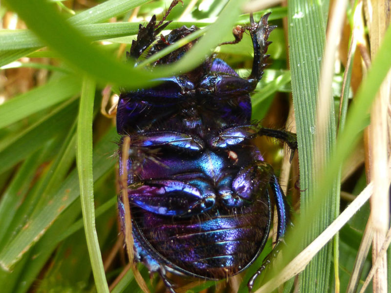 You don’t often see their undersides but, when you do, the iridescence is stunning! Note the spiny legs, used for digging and dragging.
