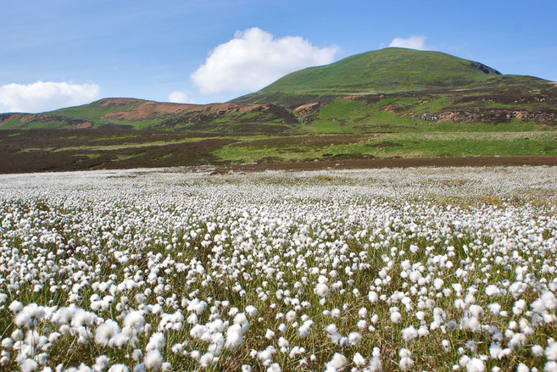 One of the highlights of the Scottish summer. Cottongrass, in the Lomond Hills of Fife.