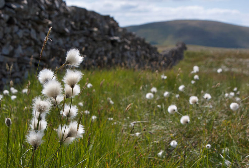 A smaller, more typical profusion of cottongrass. Ettrick Hills, 2010.