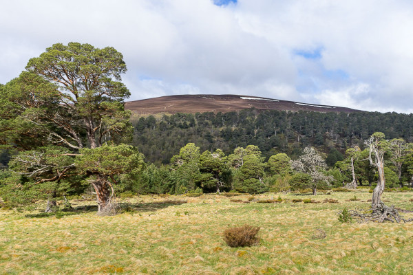 Glen Feshie, a fantastic example of how quickly nature can bounce back when given half a chance (and a few less deer)
